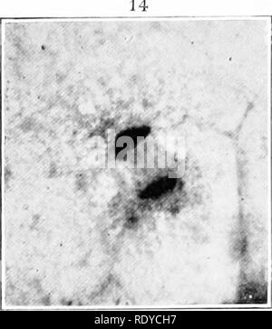 . La cellule végétale, ses modifications et les processus vitaux ; un manuel pour les étudiants. Physiologie végétale ; anatomie végétale ; les cellules végétales et les tissus. . Veuillez noter que ces images sont extraites de la page numérisée des images qui peuvent avoir été retouchées numériquement pour plus de lisibilité - coloration et l'aspect de ces illustrations ne peut pas parfaitement ressembler à l'œuvre originale.. Haig, Harold Axel. Londres, C. Griffin et Company, Ltd. Banque D'Images