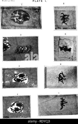 . La cellule végétale, ses modifications et les processus vitaux ; un manuel pour les étudiants. Physiologie végétale ; anatomie végétale ; les cellules végétales et les tissus. . Veuillez noter que ces images sont extraites de la page numérisée des images qui peuvent avoir été retouchées numériquement pour plus de lisibilité - coloration et l'aspect de ces illustrations ne peut pas parfaitement ressembler à l'œuvre originale.. Haig, Harold Axel. Londres, C. Griffin et Company, Ltd. Banque D'Images