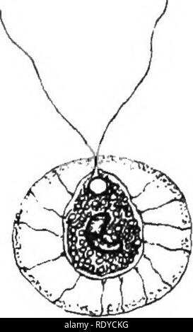 . La cellule végétale, ses modifications et les processus vitaux ; un manuel pour les étudiants. Physiologie végétale ; anatomie végétale ; les cellules végétales et les tissus. 96 LA CELLULE VÉGÉTALE.. Veuillez noter que ces images sont extraites de la page numérisée des images qui peuvent avoir été retouchées numériquement pour plus de lisibilité - coloration et l'aspect de ces illustrations ne peut pas parfaitement ressembler à l'œuvre originale.. Haig, Harold Axel. Londres, C. Griffin et Company, Ltd. Banque D'Images