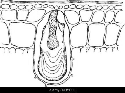 . La cellule végétale, ses modifications et les processus vitaux ; un manuel pour les étudiants. Physiologie végétale ; anatomie végétale ; les cellules végétales et les tissus. 84 La cellule végétale. 1 cristaux" qui se produisent dans certaines cellules, 2. Des cristalloïdes. 3. Cystolithes. 1. Les cristaux de l'oxalate de chaux, Ca(C02)2, peut se produire dans les formulaires suivants :- »• aoioular raphides, ou allongés, les cristaux trouvés séparément ou en gerbes dans les cellules du cortex dans la tige des Draanna (voir Fig. 67). Ils se produisent aussi dans la racine de Hyacinthus et beaucoup d'autres plantes. /3. Cristaux quadratiques survenant isolément dans des cellules des feuilles de Begonia. y- crysta en cluster Banque D'Images