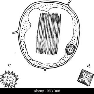 . La cellule végétale, ses modifications et les processus vitaux ; un manuel pour les étudiants. Physiologie végétale ; anatomie végétale ; les cellules végétales et les tissus. Fig. 67.-un, raphides dans une cellule de la tige d'Dracceiia ; ces cristaux sont grandes en forme de fuseau, h, un ensemble de petits en forme de raphides aiguille dans une cellule de Dracaena, ch. Cristaux en cluster à partir de la feuille de Bégonia. d, un cristal quadratique à partir de feuilles de bégonia. Tous les cristaux sont composés d'oxalate de calcium, Ca(C03)2.. Veuillez noter que ces images sont extraites de la page numérisée des images qui peuvent avoir été retouchées numériquement pour plus de lisibilité - coloration et l'appe Banque D'Images