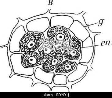 . La cellule végétale, ses modifications et les processus vitaux ; un manuel pour les étudiants. Physiologie végétale ; anatomie végétale ; les cellules végétales et les tissus. . Veuillez noter que ces images sont extraites de la page numérisée des images qui peuvent avoir été retouchées numériquement pour plus de lisibilité - coloration et l'aspect de ces illustrations ne peut pas parfaitement ressembler à l'œuvre originale.. Haig, Harold Axel. Londres, C. Griffin et Company, Ltd. Banque D'Images