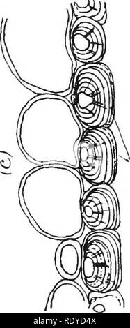 . La cellule végétale, ses modifications et les processus vitaux ; un manuel pour les étudiants. Physiologie végétale ; anatomie végétale ; les cellules végétales et les tissus. p&Lt ; , ^ ^ 1, k 1 m ai ^ ^ 6 râl s m s 1- 5 H 1 s 1 ^ ^ » tj o 1 ji c o  â â â" ^^ ^ » est H fc( â à une. o 31 g s o 63 O F&Lt ; X ^ ^§ Â o P3 s dans EH, s S ti 0 . &Lt ; fSl Â Â§§ a 'e ^ ^ M&Lt ; ! Â°5 Jd un CJ J o i ; c *z 1^ H Â© ZD CD 1 o o s P 'OQ 'Z ^ la o ; 3 o ^ Q z i o O S' 1 fLi g.H M ^T" rO * '"""""" 4i I (^ ^^ CD rf ft -^ id Â© â O lO. ^  + = a i 260 000 Veuillez noter que ces images sont extraites des images de la page numérisée Banque D'Images