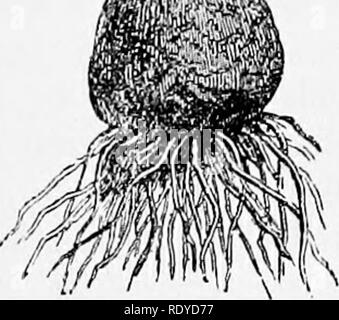 . Un manuel de plantes toxiques, principalement de l'Est de l'Amérique du Nord, avec de brèves notes sur le développement économique et les plantes médicinales, et de nombreuses illustrations. Plantes toxiques. . Veuillez noter que ces images sont extraites de la page numérisée des images qui peuvent avoir été retouchées numériquement pour plus de lisibilité - coloration et l'aspect de ces illustrations ne peut pas parfaitement ressembler à l'œuvre originale.. Pammel L., H. (Louis Hermann), 1862-1931. Cedar Rapids, IA , appuyez sur le flambeau Banque D'Images