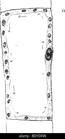 . La cellule végétale, ses modifications et les processus vitaux ; un manuel pour les étudiants. Physiologie végétale ; anatomie végétale ; les cellules végétales et les tissus. 14 LA CELLULE VÉGÉTALE.. Veuillez noter que ces images sont extraites de la page numérisée des images qui peuvent avoir été retouchées numériquement pour plus de lisibilité - coloration et l'aspect de ces illustrations ne peut pas parfaitement ressembler à l'œuvre originale.. Haig, Harold Axel. Londres, C. Griffin et Company, Ltd. Banque D'Images