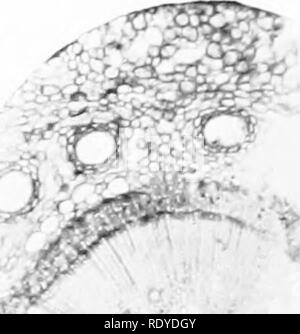 . La cellule végétale, ses modifications et les processus vitaux ; un manuel pour les étudiants. Physiologie végétale ; anatomie végétale ; les cellules végétales et les tissus. h iJif '1 '-- f" '- Pl.STA 11 i 1. Partie d'un tniiisveise Sflm de section6/'TC(N sttin - de niii >c;u'.s ymwtli. Remarque Le faisceaux primaires, utkI inttrfascicnlar caiiibinin entre eux les preuves et de xylème secondaire antl phloème. K.esin-canaux .aie SL-atteied thrnu^^hont le cortex. Correctifs de sclérenchyme Xote aussi à l'extérieur de l'niaigin cnrtex. 2. Partie d'une section transversale d'une tige dicotylédone, showinu^ urrano présentations-du xylème, c Banque D'Images