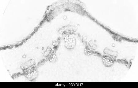 . La cellule végétale, ses modifications et les processus vitaux ; un manuel pour les étudiants. Physiologie végétale ; anatomie végétale ; les cellules végétales et les tissus. . Veuillez noter que ces images sont extraites de la page numérisée des images qui peuvent avoir été retouchées numériquement pour plus de lisibilité - coloration et l'aspect de ces illustrations ne peut pas parfaitement ressembler à l'œuvre originale.. Haig, Harold Axel. Londres, C. Griffin et Company, Ltd. Banque D'Images