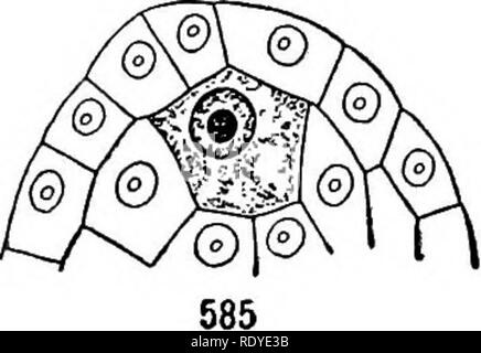 . Un manuel de botanique pour les collèges et universités ... La botanique. 262 MORPHOLOGIE. devient courbe, le micropyle étant dirigé donc vers la surface d'origine ; ces ovules sont appelés campylotropoiis (fig. 583), et ils sont beaucoup moins courants que les autres types. Ce qui concerne le genre le plus commun de l'ovule chez les angiospermes est une société qui développe une tige (funiculus) qui devient panneaux à l'apex, de sorte que le corps de l'ovule est dirigé contre elle, et bien que l'axe du corps est droit, le micropyle est dirigée vers la surface d'origine ; tels sont les ovules anatropes appelé (EN), convertis le funic Banque D'Images