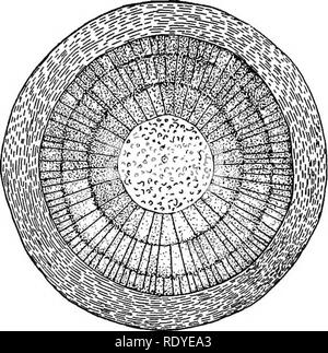 . Un manuel de botanique pour les collèges et universités ... La botanique. SPERMATOPHYTES 245 ledon. Dans certaines monocotylédones ce stade persiste et, dans ces cas, les tiges adultes ressemblent à celles des dicotylédones. Dans la troisième phase de développement le faisceaux collatéraux deviennent graduellement transformé en amphi- vasal ; c'est, dans laquelle le xylème entoure le phloème (fig. 551). Cette trans- formation est très évident, le xylème de l'ensemble des garanties s'étendant peu à peu sur le phloème jusqu'à ce que finalement il l'entoure complètement. Toutes les étapes intermédiaires dans cette extension du xylème abou Banque D'Images