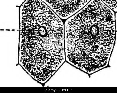 . Un manuel de plantes toxiques, principalement de l'Est de l'Amérique du Nord, avec de brèves notes sur le développement économique et les plantes médicinales, et de nombreuses illustrations. Plantes toxiques. u. m^'. Veuillez noter que ces images sont extraites de la page numérisée des images qui peuvent avoir été retouchées numériquement pour plus de lisibilité - coloration et l'aspect de ces illustrations ne peut pas parfaitement ressembler à l'œuvre originale.. Pammel L., H. (Louis Hermann), 1862-1931. Cedar Rapids, IA , appuyez sur le flambeau Banque D'Images