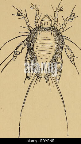 . L'entomologie économique. Les insectes bénéfiques ; les insectes nuisibles ; Thysanura. 326 ARACHNOIDEA. Cas d'acariens, et a beaucoup de leur apparence, bien qu'aussi beaucoup de XV. ' Que de ce qui précède à l'aide de la souris les acariens. N os Myocoptes IMUSCULINUS nmsculi (Pediculus muris, Schrank. Dermaleichu ;&amp ; '^» ^7' musculinus, Koch).-16. Croquis de grossie d'insectes mâles et femelles. 17. Idem de femelle. Les deux copié à partir de Claparede.. Veuillez noter que ces images sont extraites de la page numérisée des images qui peuvent avoir été retouchées numériquement pour plus de lisibilité - coloration et l'aspect de ces illustrations ne peut pas parfait