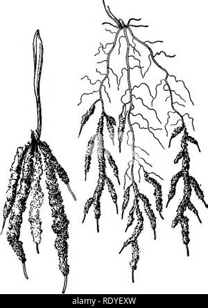 . La vie des plantes et usages des plantes ; un manuel élémentaire, une fondation canadienne pour l'étude de l'agriculture, de l'économie domestique ou d'un collège de la botanique. La botanique. 136 l'absence de racines des poils racinaires en ayant toute leur surface perméable. Ils peuvent se permettre d'avoir toute leur surface douce mieux que les racines du sol. Pourquoi ? Comme vous le savez peut-être déjà, l'absorption de nourriture dans votre propre corps a lieu dans l'intestin grêle. Ici aussi, nous trouvons un arrangement d'ab- sorbantes dotées de poils. Les murs de l'intestin grêle sont densément couvertes de poils appelé vil- luses. Leur structure n'est pas du tout comme celui de root-poils, mais ils ont un Banque D'Images