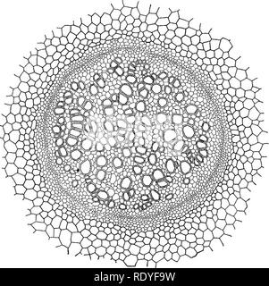 . Un manuel de botanique pour les collèges et universités ... La botanique. Les PTÉRIDOPHYTES 159 Filicales et Ophioglossales, et ils semblent être associés à la production de grandes feuilles. Sur la base de ce caractère, ces groupes sont dits être phyllosiphonic, qui contraste avec les autres groupes des ptéridophytes, qui sont cladosiphonic, signifiant qu'elles ont des filiales. Fig. 378.-l'protostèle se Gleickenia de : les vaisseaux du xylème, reconnus par leurs gros calibres et des murs épais, occupent toute la région centrale de la stèle ; investir est une zone de navires de la grille (phloème), qui sont à leur tour surrou Banque D'Images