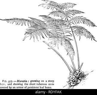 . Un manuel de botanique pour les collèges et universités ... La botanique. La morphologie 158 (force centrifuge à l'écart du centre de la stèle), le xylème est endarch, ce qui signifie que l'interne est de protoxylème avec référence à l'métaxylème. Offres Endarch sont caractéristiques des plantes à graines, et sont atteints par certains ptéridophytes, comme dans Equisetales et Ophioglos- ventes. Une fougère dont le cylindre vasculaire est composé de plantes à graines ressemble à faisceaux collatéraux dans cette fonction ; mais dans ce cas, l'ensemble de. Fio. 377.-Marattia : croissant sur une pente raide, et montrant la courte tige tubéreuse couverte par une armo Banque D'Images