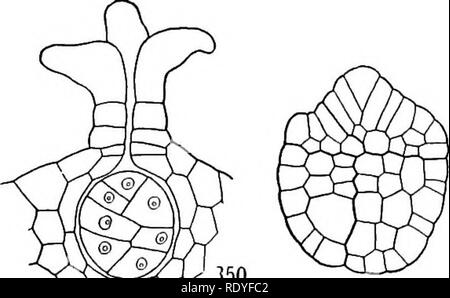 . Un manuel de botanique pour les collèges et universités ... La botanique. Les ptéridophytes ptéridophytes. 149, mais est remarquable dans le fait que son cou   les cellules du canal sont  reducfid-io-deux-i-n-nombre. L'embryon. -Le développement de l'embryon diffère de celui de l'Lycopodiales dans plusieurs indications. Il n'y a pas de suspenseur, et l'oeuf fécondé se divise en quad- rants, parmi lesquelles toutes les régions du corps sont distribués ; pied et la racine en cours d'élaboration par le quadrant et tige et feuille par l'extérieur (fig. 350, 351). Un très lourd calyptra est formé, ce qui est cassé par les jeunes sh Banque D'Images