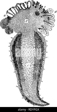 . Un manuel de botanique pour les collèges et universités ... La botanique. 128 le développement de la morphologie ressemble étroitement l'anthéridie eusporangiate méthode de développement du sporange, et est toujours associé avec elle. Il est intéressant de noter que seul le^ Anthoccrotales brvophvtes amon approche cette méthode de formation dans l'anthéridie fait que la cellule intérieure à la suite de la division périclinales p|ives lieu à la sper- matogenous les tissus. Les spermatozoïdes sont re- marquables parmi dans pteridophvtes biciliate- ment, un char- caractère qui belorigs au sperme de bryophytes (fig. 282). L'archégone.- archego Banque D'Images