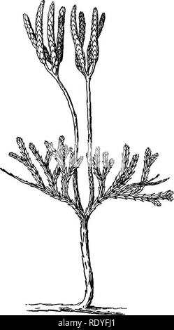 . Un manuel de botanique pour les collèges et universités ... La botanique. 124 feuilles morphologie), chacun ayant à la base une masse de tissus sporogènes (sporange). Cette dernière structure est le simple corps Lycopodium vient de décrire. C'est le soi-disant type Sclago, où tout ou presque toutes les feuilles sont sporophylles, et donc pratiquement l'ensemble du corps est un strobile. Il faut comprendre que ce projet d'origine du sporophyte Lycopodium est simplement une théorie, mais c'est un très suggestif. Les sporophytes plus complexes de Lycopodium sont des organes de ramification (fig. 265). Il y a un sterilizati progressive Banque D'Images