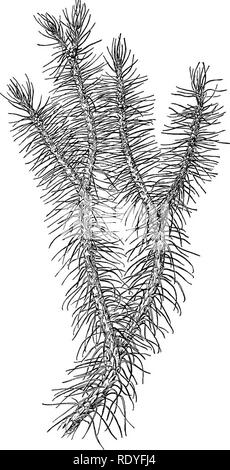 . Un manuel de botanique pour les collèges et universités ... La botanique. Les PTÉRIDOPHYTES 123 est un sporophyte strobile. Le problème est donc de savoir comment une telle leaf- moins sporophyte (sporogonium) comme cela se produit chez les bryophytes pourrait devenir un strobile ou plutôt un stro- biloid corps. Une explication de l'origine de cet organe a été suggéré par la théorie de l'Bower strobile. Les par- ment spo- rophyte indépendant d'un nlhoceros est sélectionné comme illustrat- ant une possible condition ancestrale des plantes vasculaires au niveau de l'ine de bryophytes, et l'éventuelle des changements successifs sont décrites comme suit : (i) le spo Banque D'Images