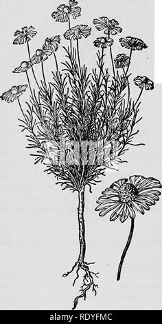 . Un manuel de plantes toxiques, principalement de l'Est de l'Amérique du Nord, avec de brèves notes sur le développement économique et les plantes médicinales, et de nombreuses illustrations. Plantes toxiques. 142 Manuel de plantes toxiques. Veuillez noter que ces images sont extraites de la page numérisée des images qui peuvent avoir été retouchées numériquement pour plus de lisibilité - coloration et l'aspect de ces illustrations ne peut pas parfaitement ressembler à l'œuvre originale.. Pammel L., H. (Louis Hermann), 1862-1931. Cedar Rapids, IA , appuyez sur le flambeau Banque D'Images