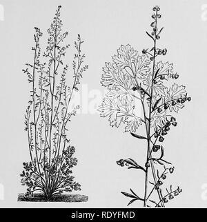 . Un manuel de plantes toxiques, principalement de l'Est de l'Amérique du Nord, avec de brèves notes sur le développement économique et les plantes médicinales, et de nombreuses illustrations. Plantes toxiques. Les plantes toxiques importants 141. Fig. 19o. Absinthium (.Artemisia absinthium). Plante, feuilles, et rameau en fleurs. (Faguet). Arctium lappa L. la bardane. Produit des démangeaisons. Contient l'alcaloïde lappine. Mauvaise herbe commune dans les Cirsium lanceolatum (L.) Hill. Cirse. Naturalisés couramment dans le nord de l'Atlantique au Pacifique. Il agit de façon mécanique dommageable. D'autres espèces comme C. Nelsoni, chardon (C. arvense) Banque D'Images