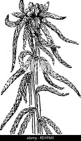 . Un manuel de botanique pour les collèges et universités ... La botanique. 112 LA MORPHOLOGIE. Fig. 246.-Sphag- num : terminal duster de branches. anthéridienne Les feuilles sont semblables au premier abord, mais plus tard il existe une différenciation, certaines des cellules de devenir grande, hyalines, et perforer (figs. 244, 245). C'est cette abondance de cellules hyalines et manque de cellules contenant de la chlorophylle qui donnent un aspect pâle vers les feuilles. L'axe de la branche feuillue est différencié en trois régions : (i) un cortex de vide et perforer les cellules, comme les cellules hyalines de la feuille ; (2) d'un cylindre d'el Banque D'Images