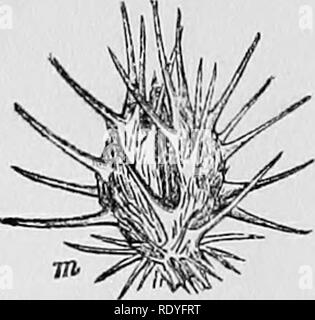 . Un manuel de plantes toxiques, principalement de l'Est de l'Amérique du Nord, avec de brèves notes sur le développement économique et les plantes médicinales, et de nombreuses illustrations. Plantes toxiques. . Veuillez noter que ces images sont extraites de la page numérisée des images qui peuvent avoir été retouchées numériquement pour plus de lisibilité - coloration et l'aspect de ces illustrations ne peut pas parfaitement ressembler à l'œuvre originale.. Pammel L., H. (Louis Hermann), 1862-1931. Cedar Rapids, IA , appuyez sur le flambeau Banque D'Images