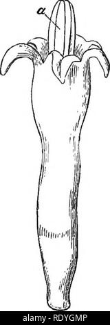 . Sur la fleurs sauvages considérées par rapport aux insectes. Fleurs ; fertilisation des plantes par les insectes ; les plantes. Chrysanthème 114 PARTHENWM. [Chap. le pistil a atteint sa pleine longueur, les deux branches de la courbe vers le bas et ouvert, afin d'exposer la surface stigmatique (Fig. 89 sf) qui avait auparavant- été pressé étroitement l'un à l'autre, et donc protégés contre l'action du pollen. À partir de cet accord, il est évident que tout insecte descendre sur. Veuillez noter que ces images sont extraites de la page numérisée des images qui peuvent avoir été retouchées numériquement pour plus de lisibilité - coloration et Banque D'Images