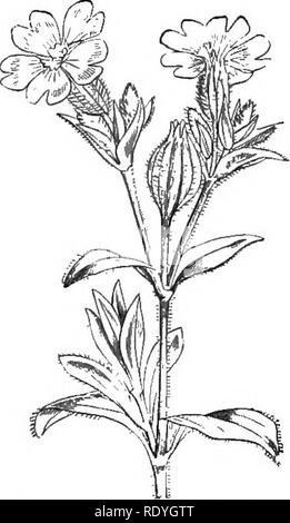 . Sur la fleurs sauvages considérées par rapport aux insectes. Fleurs ; fertilisation des plantes par les insectes ; les plantes. II.] L'IMPORTANCE DES INSECTES AUX FLEURS. 45 sont généralement pâle ; par exemple, Lychnis vespertina est blanche, alors que Lychnis dinrna, qui fleurs par jour, est rouge. J'ai été bon humoredly accusé d'avoir attaqué l'Abeille, parce que j'ai osé penser qu'elle ne possède pas toutes les hautes qualités qui ont été populairement et poétiquement attribué à elle. Mais si les observations scientifiques n'est pas tout le soutien. Fig..-Lychtiis. vespertina éminence morale et intellectuelle qui Banque D'Images