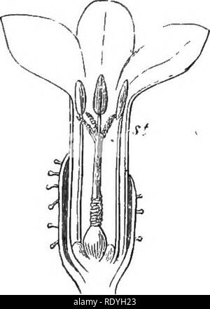 . Sur la fleurs sauvages considérées par rapport aux insectes. Fleurs ; fertilisation des plantes par les insectes ; les plantes. . Veuillez noter que ces images sont extraites de la page numérisée des images qui peuvent avoir été retouchées numériquement pour plus de lisibilité - coloration et l'aspect de ces illustrations ne peut pas parfaitement ressembler à l'œuvre originale.. Lubbock, John, Sir, 1834-1913. Londres, Macmillan et Co. Banque D'Images