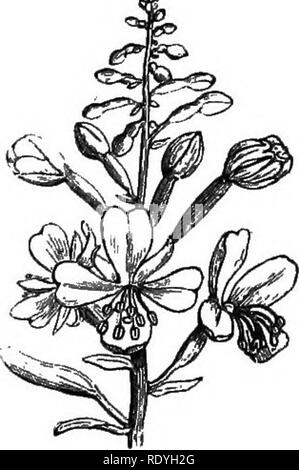 . Sur la fleurs sauvages considérées par rapport aux insectes. Fleurs ; fertilisation des plantes par les insectes ; les plantes. Fig. 43. Fig. 44.. Fig. 47. Fig. 48.. Veuillez noter que ces images sont extraites de la page numérisée des images qui peuvent avoir été retouchées numériquement pour plus de lisibilité - coloration et l'aspect de ces illustrations ne peut pas parfaitement ressembler à l'œuvre originale.. Lubbock, John, Sir, 1834-1913. Londres, Macmillan et Co. Banque D'Images