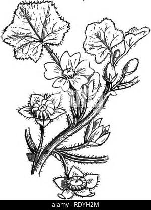 . Sur la fleurs sauvages considérées par rapport aux insectes. Fleurs ; fertilisation des plantes par les insectes ; les plantes. Fig. 43. Fig. 44.. Veuillez noter que ces images sont extraites de la page numérisée des images qui peuvent avoir été retouchées numériquement pour plus de lisibilité - coloration et l'aspect de ces illustrations ne peut pas parfaitement ressembler à l'œuvre originale.. Lubbock, John, Sir, 1834-1913. Londres, Macmillan et Co. Banque D'Images