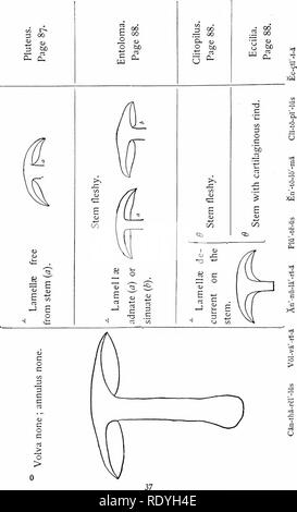 . Le livre de champignons : un guide populaire pour l'identification et l'étude de nos champignons roturier, avec un accent particulier sur la variétés comestibles . Les champignons, les champignons comestibles, de cuisine ; (champignons) ; cbk. La clé. Veuillez noter que ces images sont extraites de la page numérisée des images qui peuvent avoir été retouchées numériquement pour plus de lisibilité - coloration et l'aspect de ces illustrations ne peut pas parfaitement ressembler à l'œuvre originale.. Marshall, Nina L. (Nina Lovering). New York : Doubleday, Page Banque D'Images