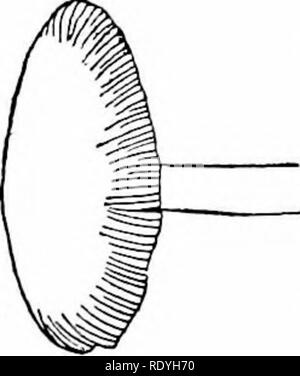 . Le livre de champignons : un guide populaire pour l'identification et l'étude de nos champignons roturier, avec un accent particulier sur la variétés comestibles . Les champignons, les champignons comestibles, de cuisine ; (champignons) ; cbk. . Veuillez noter que ces images sont extraites de la page numérisée des images qui peuvent avoir été retouchées numériquement pour plus de lisibilité - coloration et l'aspect de ces illustrations ne peut pas parfaitement ressembler à l'œuvre originale.. Marshall, Nina L. (Nina Lovering). New York : Doubleday, Page Banque D'Images