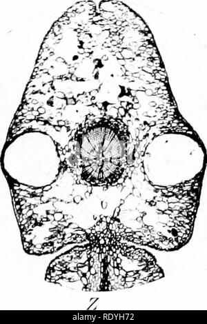 . Morphologie d'angiospermes (morphologie des spermatophytes. Partie II). Les angiospermes ; la morphologie des plantes. . Veuillez noter que ces images sont extraites de la page numérisée des images qui peuvent avoir été retouchées numériquement pour plus de lisibilité - coloration et l'aspect de ces illustrations ne peut pas parfaitement ressembler à l'œuvre originale.. John Coulter, Merle, 1851-1928 ; Chamberlain, Charles Joseph, b. 1863. New York, D. Appleton Banque D'Images