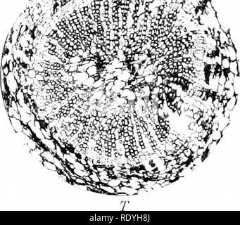 . Morphologie d'angiospermes (morphologie des spermatophytes. Partie II). Les angiospermes ; la morphologie des plantes. £ 4M n°^. Veuillez noter que ces images sont extraites de la page numérisée des images qui peuvent avoir été retouchées numériquement pour plus de lisibilité - coloration et l'aspect de ces illustrations ne peut pas parfaitement ressembler à l'œuvre originale.. John Coulter, Merle, 1851-1928 ; Chamberlain, Charles Joseph, b. 1863. New York, D. Appleton Banque D'Images