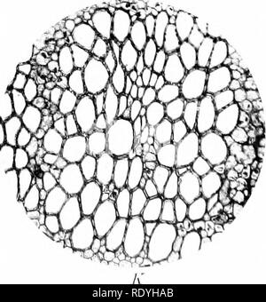 . Morphologie d'angiospermes (morphologie des spermatophytes. Partie II). Les angiospermes ; la morphologie des plantes. . Veuillez noter que ces images sont extraites de la page numérisée des images qui peuvent avoir été retouchées numériquement pour plus de lisibilité - coloration et l'aspect de ces illustrations ne peut pas parfaitement ressembler à l'œuvre originale.. John Coulter, Merle, 1851-1928 ; Chamberlain, Charles Joseph, b. 1863. New York, D. Appleton Banque D'Images