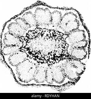 . Morphologie d'angiospermes (morphologie des spermatophytes. Partie II). Les angiospermes ; la morphologie des plantes. . Veuillez noter que ces images sont extraites de la page numérisée des images qui peuvent avoir été retouchées numériquement pour plus de lisibilité - coloration et l'aspect de ces illustrations ne peut pas parfaitement ressembler à l'œuvre originale.. John Coulter, Merle, 1851-1928 ; Chamberlain, Charles Joseph, b. 1863. New York, D. Appleton Banque D'Images