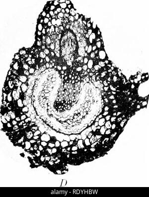 . Morphologie d'angiospermes (morphologie des spermatophytes. Partie II). Les angiospermes ; la morphologie des plantes. . Veuillez noter que ces images sont extraites de la page numérisée des images qui peuvent avoir été retouchées numériquement pour plus de lisibilité - coloration et l'aspect de ces illustrations ne peut pas parfaitement ressembler à l'œuvre originale.. John Coulter, Merle, 1851-1928 ; Chamberlain, Charles Joseph, b. 1863. New York, D. Appleton Banque D'Images