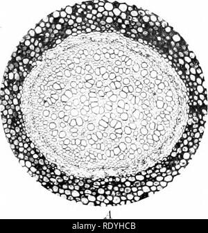 . Morphologie d'angiospermes (morphologie des spermatophytes. Partie II). Les angiospermes ; la morphologie des plantes. . Veuillez noter que ces images sont extraites de la page numérisée des images qui peuvent avoir été retouchées numériquement pour plus de lisibilité - coloration et l'aspect de ces illustrations ne peut pas parfaitement ressembler à l'œuvre originale.. John Coulter, Merle, 1851-1928 ; Chamberlain, Charles Joseph, b. 1863. New York, D. Appleton Banque D'Images