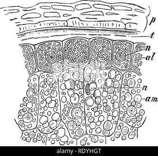 . Une introduction à la physiologie végétale. Physiologie végétale. Physiologie végétale 234 de la plupart des semences doit être considérée comme une réserve d'aliments, qu'ils sont utilisé, jusqu'à nourrir l'embryon aux premiers stades de la germination. Toutefois, il est nécessaire de mentionner qu'à épaississement cellule-mur ne doit pas toujours être considérées comme réserves de nourriture. Dans sclerenchymatous épaissie et de tissus dans les cellules de bois ordinaire--doit être considéré comme un renforcement permanent du squelette de la plante. Ces cellules épaissis-murs ne sont pas toujours composées de cellulose vraie. Notre connaissance de leur compositio Banque D'Images