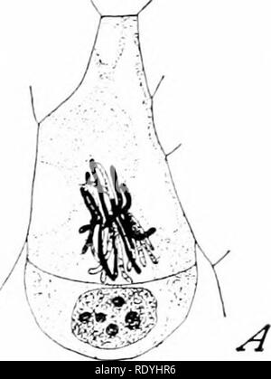 . Morphologie d'angiospermes (morphologie des spermatophytes. Partie II). Les angiospermes ; la morphologie des plantes. L'EMBRYON 19£. Veuillez noter que ces images sont extraites de la page numérisée des images qui peuvent avoir été retouchées numériquement pour plus de lisibilité - coloration et l'aspect de ces illustrations ne peut pas parfaitement ressembler à l'œuvre originale.. John Coulter, Merle, 1851-1928 ; Chamberlain, Charles Joseph, b. 1863. New York, D. Appleton Banque D'Images