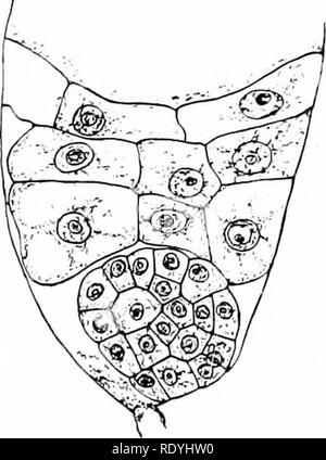 . Morphologie d'angiospermes (morphologie des spermatophytes. Partie II). Les angiospermes ; la morphologie des plantes. B. Veuillez noter que ces images sont extraites de la page numérisée des images qui peuvent avoir été retouchées numériquement pour plus de lisibilité - coloration et l'aspect de ces illustrations ne peut pas parfaitement ressembler à l'œuvre originale.. John Coulter, Merle, 1851-1928 ; Chamberlain, Charles Joseph, b. 1863. New York, D. Appleton Banque D'Images