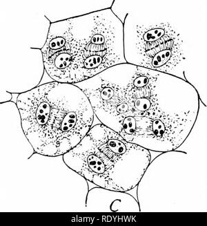 . Morphologie d'angiospermes (morphologie des spermatophytes. Partie II). Les angiospermes ; la morphologie des plantes. . Veuillez noter que ces images sont extraites de la page numérisée des images qui peuvent avoir été retouchées numériquement pour plus de lisibilité - coloration et l'aspect de ces illustrations ne peut pas parfaitement ressembler à l'œuvre originale.. John Coulter, Merle, 1851-1928 ; Chamberlain, Charles Joseph, b. 1863. New York, D. Appleton Banque D'Images