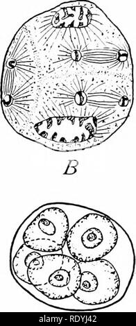 . Morphologie d'angiospermes (morphologie des spermatophytes. Partie II). Les angiospermes ; la morphologie des plantes. A. C. Veuillez noter que ces images sont extraites de la page numérisée des images qui peuvent avoir été retouchées numériquement pour plus de lisibilité - coloration et l'aspect de ces illustrations ne peut pas parfaitement ressembler à l'œuvre originale.. John Coulter, Merle, 1851-1928 ; Chamberlain, Charles Joseph, b. 1863. New York, D. Appleton Banque D'Images