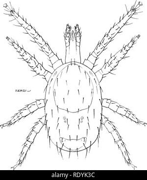 . Acariens nuisibles pour les animaux domestiques (avec une annexe sur l'acarine disease de ruche d'abeilles). Les Mites ; médecine vétérinaire ; les abeilles. Les Acariens 82 Injrtrious aux animaux domestiques. Withers et le croup, les parties inférieures de l'abdomen d'être afiected rarement à ce stade. Le tiers inférieur de l'encolure est le site d'origine habituel. Peu de choses peuvent être vus, mais écailles épidermiques sera remarqué d'être plus nombreux que d'habitude sur un cheval. Dans la deuxième étape plus avancée ou la présence de j)ustules est le symptôme le plus frappant. L'irritation cutanée est beaucoup moins marqué, mais un certain épaississement de la s Banque D'Images