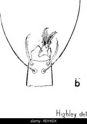 . Acariens nuisibles pour les animaux domestiques (avec une annexe sur l'acarine disease de ruche d'abeilles). Les Mites ; médecine vétérinaire ; les abeilles. Fig. 42. (A) de Tarse de Syringophilus bipectinatus la jambe (p. 74). (B) tarse d'Syringophilus columbae (p. 75). (Original). Veuillez noter que ces images sont extraites de la page numérisée des images qui peuvent avoir été retouchées numériquement pour plus de lisibilité - coloration et l'aspect de ces illustrations ne peut pas parfaitement ressembler à l'œuvre originale.. Hirst, Stanley, d. L'année 1930. Londres, imprimé par ordre de l'Administration Banque D'Images