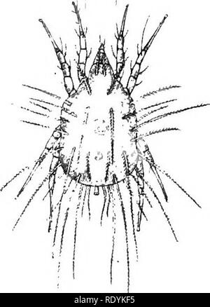 . Acariens nuisibles pour les animaux domestiques (avec une annexe sur l'acarine disease de ruche d'abeilles). Les Mites ; médecine vétérinaire ; les abeilles. 54 acariens nuisibles pour les animaux domestiques. devenir grandement faussé et couverts d'épaisses croûtes spongieux nodulaire. Le peigne et le cou peuvent également être attaqués. Le pétrole brut doit être appliqué aux pieds, ou ils peuvent être trempés dans l'huile. Une autre méthode consiste à tremper les pieds de l'oiseau dans un bain mousse, retirer le plus possible de l'échelles infectés, etc., puis les frotter avec de l'huile contenant du soufre ou de 6  %, carbolic. Scaly-jambe est extrêmement contagieuse, et t Banque D'Images