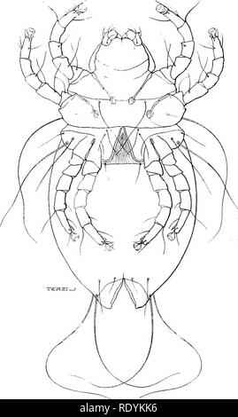 . Acariens nuisibles pour les animaux domestiques (avec une annexe sur l'acarine disease de ruche d'abeilles). Les Mites ; médecine vétérinaire ; les abeilles. Acariens nuisibles pour les animaux domestiques. 45 Chorioptic ou gale symbiotique est généralement limitée à la partie inférieure des membres et la racine de la queue. Cette plainte provoque parfois des chevaux pour stamp lorsque dans l'étable ou à frapper leurs pieds ensemble, et ce faisant les couronnes des pieds peut être endommagé.. Veuillez noter que ces images sont extraites de la page numérisée des images qui peuvent avoir été retouchées numériquement pour plus de lisibilité - coloration et l'aspect de ces illustrat Banque D'Images