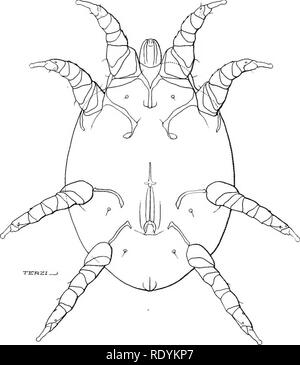 . Acariens nuisibles pour les animaux domestiques (avec une annexe sur l'acarine disease de ruche d'abeilles). Les Mites ; médecine vétérinaire ; les abeilles. 34 Iizpirious les acariens domestiques à Aminals. et Henry que le traitement est facile ; beaucoup le lavage et le bain doit être évitée ; les poils sur le afiected les pièces doivent être coupées et les croûtes bien frotté au savon noir ; les endroits malades devraient ensuite être lavé, séché et traité avec soin, avec un peu de pommade approprié.. Fig. Si Cytoleichus nudus (p. 59).-Un parasite interne de la volaille domestique. Vue ventrale de la femelle, x 136. (Original.) La variété de Sarcoptes trouvés sur Banque D'Images