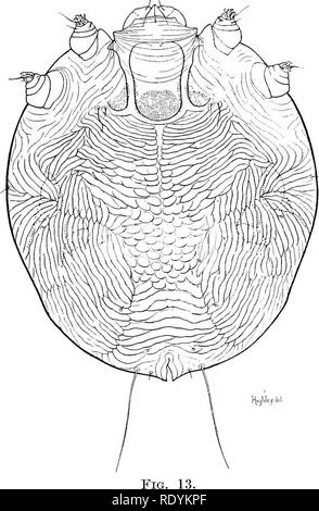 . Acariens nuisibles pour les animaux domestiques (avec une annexe sur l'acarine disease de ruche d'abeilles). Les Mites ; médecine vétérinaire ; les abeilles. Acariens nuisibles pour les animaux domestiques. 31 devient émacié, les croûtes augmentation de l'épaisseur et l'étendue, tandis que les dorsales apparaissent sur la peau, qui est fissurée et ulcérée. Un fluide très ofiensive est refoulé par les fissures et les ulcères, les jambes enflées, etc. La capacité de travail de chameaux, de la gale- sufier est beaucoup moindre, et la mort peut enfin avoir lieu grâce à l'épuisement ou de complications avec d'autres maladies. La variété de Sarcoptes scabiei trouvés o Banque D'Images